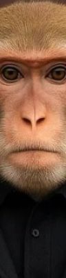 BearMoar